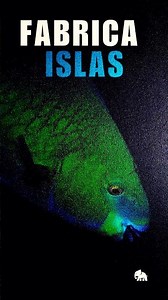 El pez que fabrica islas sin que nadie se dé cuenta…