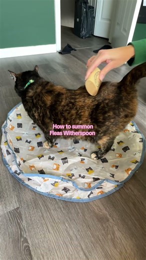 Works every time SleekEZ USA #sleekez #desheddingtool #catgroomingtiktok #catsupplies #catessentials