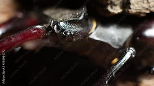 Stag beetle close-up face of the insect. Macro video of a rare insect from the red book.