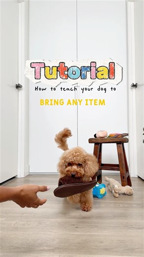 Teach your dog to bring any item to you - tutorial #dogtricks