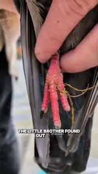 Man Gives a Helping Hand to an Injured Pigeon