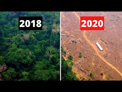 The Unseen Battle of the Amazon Rainforest