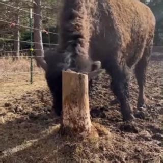 Ever wonder what happens to industrial materials after their first job? In this clip, our CEO Damon Carson shares how overlooked industrial cast-offs are finding meaningful second lives — including projects at the Ted Turner Reserve. What some see as waste, we see as opportunity, durability, and design waiting to happen. 🎧 Want the full conversation? Damon dives deeper on In the NoCo with KUNC below! https://www.kunc.org/podcast/inthenoco/2025-01-22/how-one-colorado-entrepreneur-diverts-million