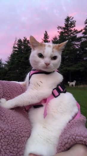 Funny Cat Compilation: The Little Sneeze