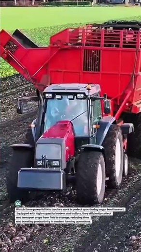 Dual Tractor Beet Harvest Power 🚜💪 #FarmingTech #HarvestSeason #AgriMachinery