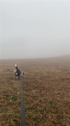 One of the hardest spots we’ve worked. Wide open & heavy winds. My trusty Peyote💚 #sar #sark9 #workingdog #trailingdog