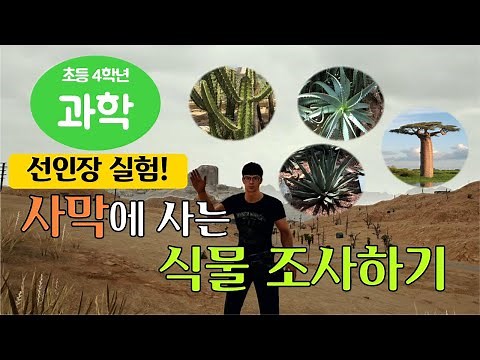 사막에 사는 식물 조사하기, 선인장의 특징 알아보기 실험