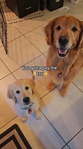 2.9M views · 22K reactions | Cheese tax is expensive  #help #goldenlovers #cheese #tax #expensive #dog #doggo #dogvideos #doglife #goldenretriever #golden #retrieversofinstagram | Sammy The Golden Retriever | Facebook