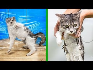 14种喵星人非常需要的生活窍门！