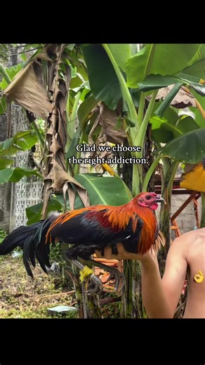 Thunderbird: The Winning Formula for Success