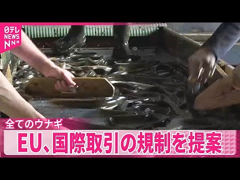 【EU】全てのウナギをワシントン条約対象に提案…国際取引を規制