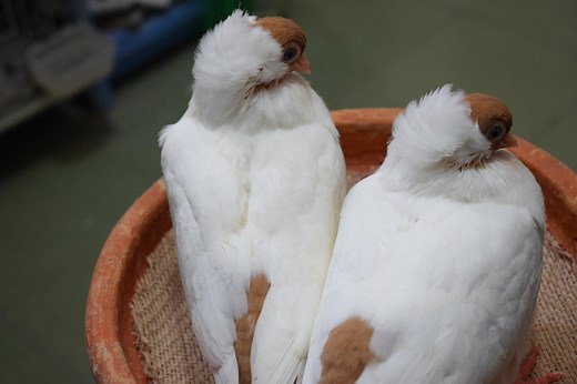 🐦Baby Pigeon Food Recipe - Complete Care Hatching Out From Egg 🥚 To Grown Up