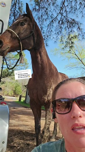 Replying to @buckskin.trail.bl if you see me I will quite literally be walking around with this halter until he's he forgets. spoiler...they don't. 😑 it literally took less than 4 days for him to figure me out. I had to pressure and release him for an hour this morning because he was being EXTRA #horses #cargirlcj #learning #horsetraining #fyp