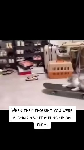 Skateboarding Cat | Playful Feline Secrets Revealed