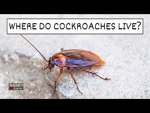 Where Do Cockroaches Live