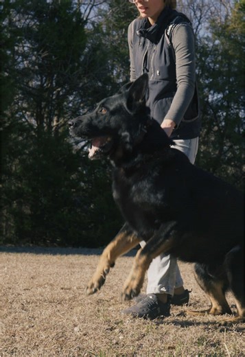 Effective Protection Dog Training for Family Safety