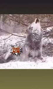 43K views · 238 reactions | Unbelievable fun video :D | Mega Crazy Things | Facebook