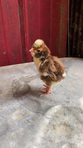 Frizzled Polish Chicken: A Unique Breed Explained