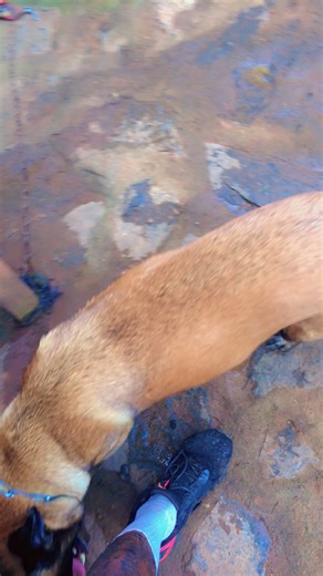 Darnelle 6 ans , femelle CANE CORSO importé (Italie 🇮🇹), pedigree 💯 , mère de Daisy . Daisy 3 ans femelle cane corso, Khaïla 2 ans femelle berger belge malinois LOF ( France 🇫🇷), Sekhmet 9 mois femelle Boerboel, Fille de Lion importé Afrique du Sud 🇿🇦 et blonde fille Jambal Jan Horst Cameroun 🇨🇲 @A la une | Domaine de l’Odyssée des Dieux