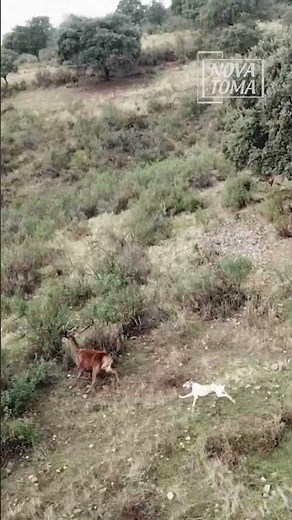 Trabajazo de este perro de rehala moviendo la caza él solo