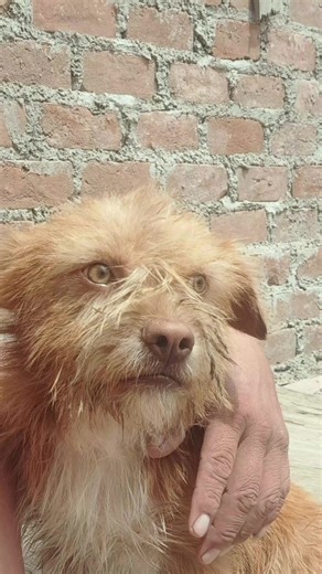 Videos de camarada 2222 (@camarada.2222) con “sonido original - zeus y nieves”