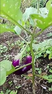 tentang istri #katakatabagus #quotes #story #status #shorts