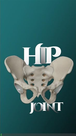 Basic Hip Bone Anatomy