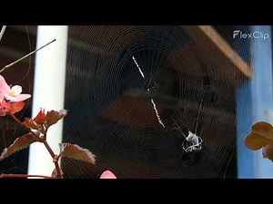 Spider wrapping its prey slow motion | Spider Web | Fly in Web