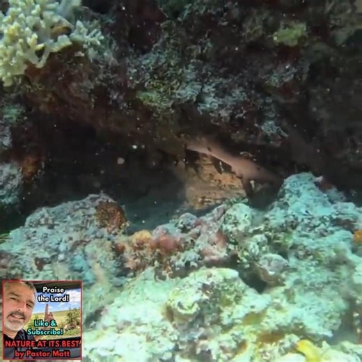 Shark Discovery While Scuba Diving Zanzibar