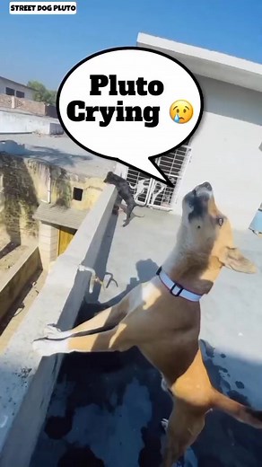 44K views · 3.3K reactions | Pluto Crying But Why #414 #dog #minivlog Street Dog Pluto #viral #cats #pet #pluto #trending #dogtraining #Street_ #street_dog_pluto #streetdogpluto #reels #dogs #dog #cat #funny #minivlog | Street Dog Pluto | Facebook