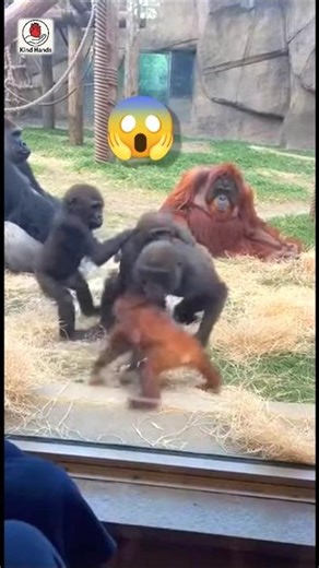Baby Primates Playing Together 🦍🦧 | Cutest Zoo Moment Ever | Kind Hands