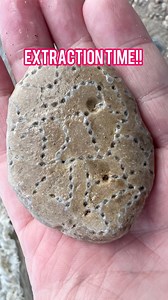 11K views · 280 reactions | Exposing 400+ MILLION Year Old Fossil  #fossil #fossils #fossilhunting #rocks #geology #ancient #rock #rockhound #rockhounding #gemstones #gem #minerals # | OPE Rocks | Facebook