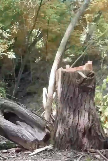 Building a Tree Hut _ shelter on a tree stum | Riley Knight | Facebook