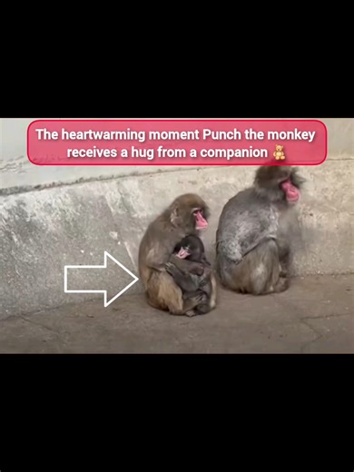Punch the Monkey's Heartwarming Hug: A Story of Love
