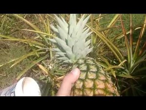 Home Grown Pineapple Ripe From Our Prickly Patch