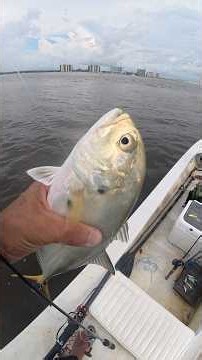 Best Jack crevalle fishing in Sanibel, Florida #fishing #fishinglife #jackcrevalle