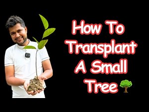 How to Transplant a Small Tree | The Easy Way to Remove and Replant Your Tree 🌳