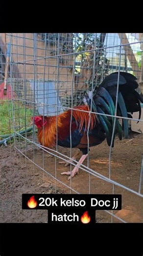 jumper Doc hatch vs 20 k kelso🔥🐓🔥🐓🔥🐓👊🏼💪🏼