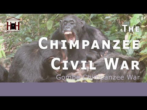 The Gombe chimpanzee war | The chimp civil war (1974-1978)