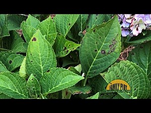 Q&A – Why does my hydrangea have brown dark spots all over?