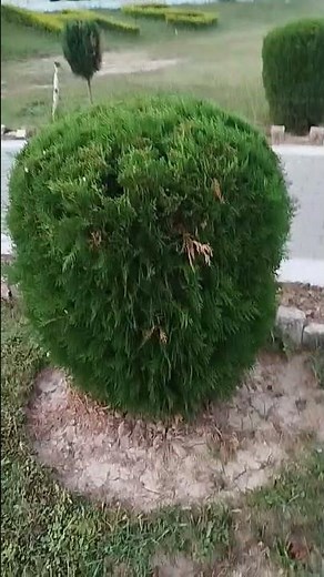 HORTICULTURE AND GARDENING