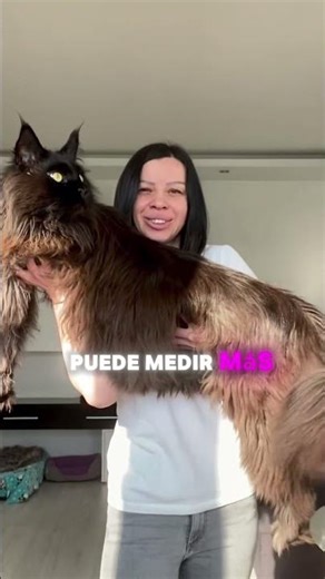 Conoce al MAINE COON: ¡El gato GIGANTE que se cree PERRO! 🦁🐶 | Rincón Curioso