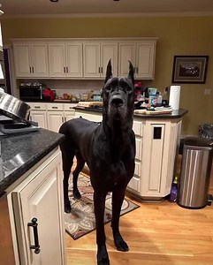 Send this to all your peoples who love dogs 😂 | Grandma Sabrina