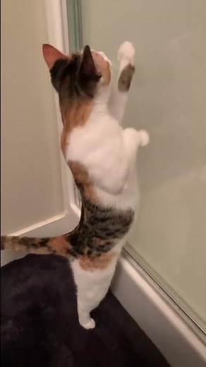 The BEST cat commercial that EVER existed 🥺 #shorts