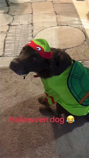 Charlie B in her costume 😂 #chocolatelab #happydog #labrador #labradorretriever #pets #halloween