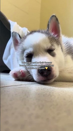 We love our dogs! | Dogs Trust