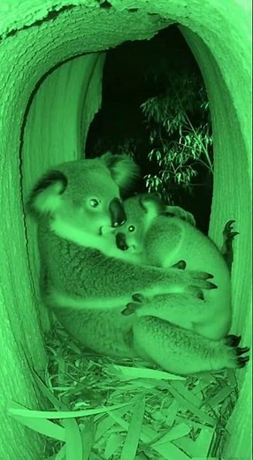Baby Koalas in Danger Dramatic Encounter With a Predatory Bird