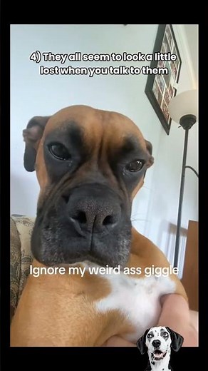 These Boxers Are Absolutely Hilarious 😂 #boxerdogs #funnydogs #dogcompilation #boxers