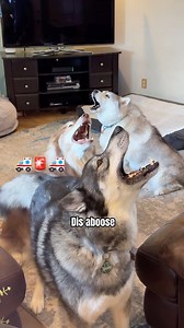 Welcome Home, You TRAITOR 😅 #dogsofinstagram #huskylife #dogs #lol #funnydogs #howling . . Follow @tikanni.kita.n.tehya.3.sibes for daily laughs | Tikanni Kita Tehya Kaito