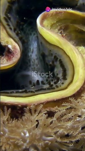 Giant Clams: The Ocean's Gentle Giants!